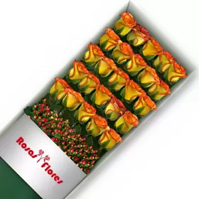 Caja de Rosas Circus 25 Rosas