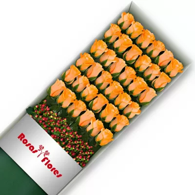 Caja de Rosas Damasco 36 Rosas