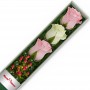 Caja de Rosas Color Mix Rosado Blanco 3 Rosas