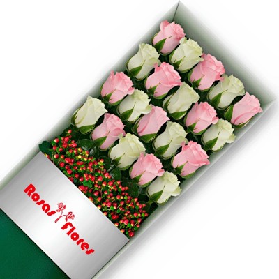 Caja de Rosas Blancas 25 Rosas