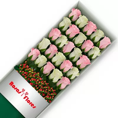 Caja de Rosas Blancas 36 Rosas