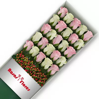 Caja de Rosas Color Mix Rosado Blanco 25 Rosas