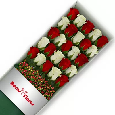 Caja de Rosas Color Mix Rojas Blancas 25 Rosas