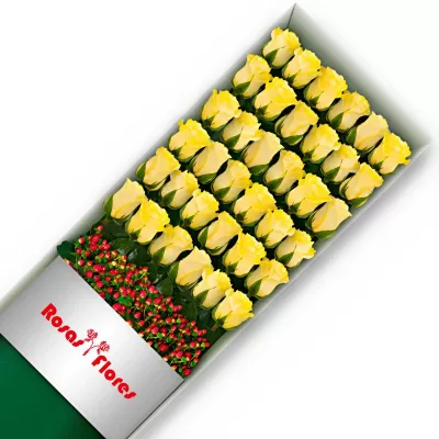 Caja de Rosas Amarillas 36 Rosas