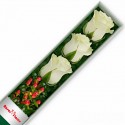 Caja de Rosas Blancas 3 Rosas